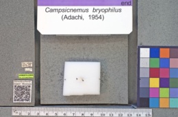 Image of Campsicnemus bryophilus