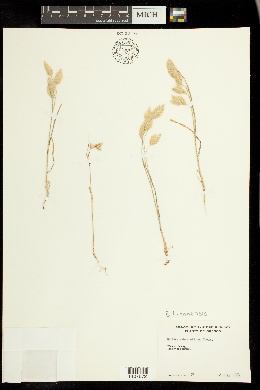 Image of Bromus luzonensis