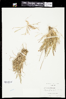 Agrostis densiflora image