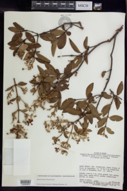 Banisteriopsis arborea image