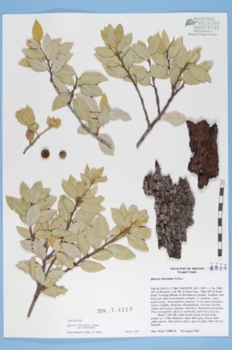 Quercus chrysolepis var. chrysolepis image
