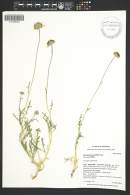 Gaillardia pinnatifida var. pinnatifida image