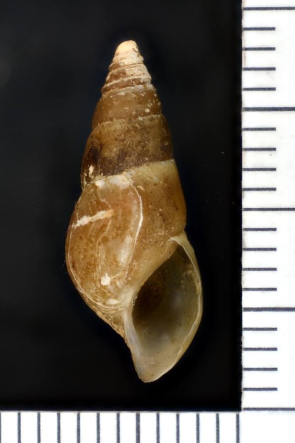 Pleuroceridae image