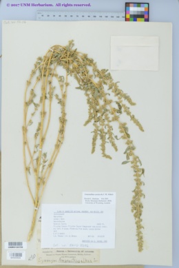 Amaranthus arenicola image