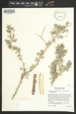 Psorothamnus arborescens var. arborescens image