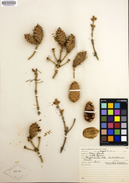 Image of Picea glauca