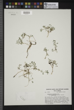 Trifolium monanthum var. grantianum image