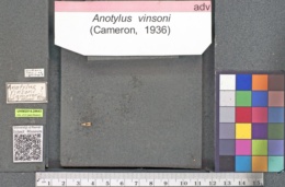 Anotylus vinsoni image
