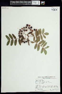 Image of Pyrus aucuparia