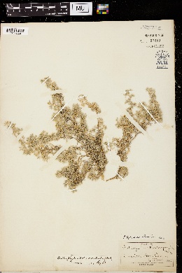 Astragalus kentrophyta var. implexus image
