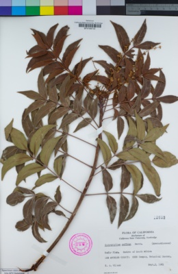 Image of Harpephyllum caffrum