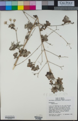 Image of Brickellia hebecarpa