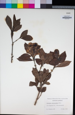 Image of Gardenia jasminoides