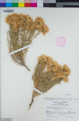 Ericameria parryi var. vulcanica image