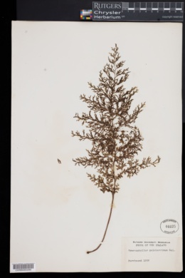 Hymenophyllum pulcherrimum image