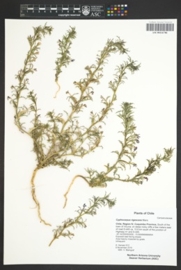 Cyphocarpus rigescens image