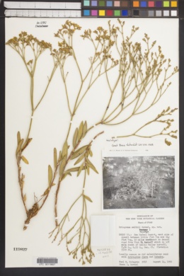 Image of Eriogonum smithii
