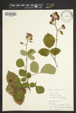 Rubus vestitus image