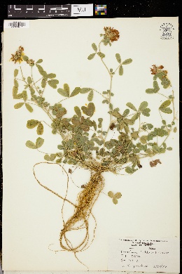 Image of Trifolium heldreichianum