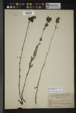 Penstemon watsonii subsp. watsonii image