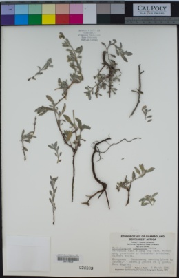 Euploca ovalifolia image
