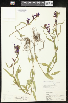 Image of Cuphea crassiflora