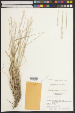 Thinopyrum bessarabicum image