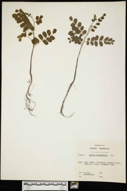 Image of Cassia roxburghii