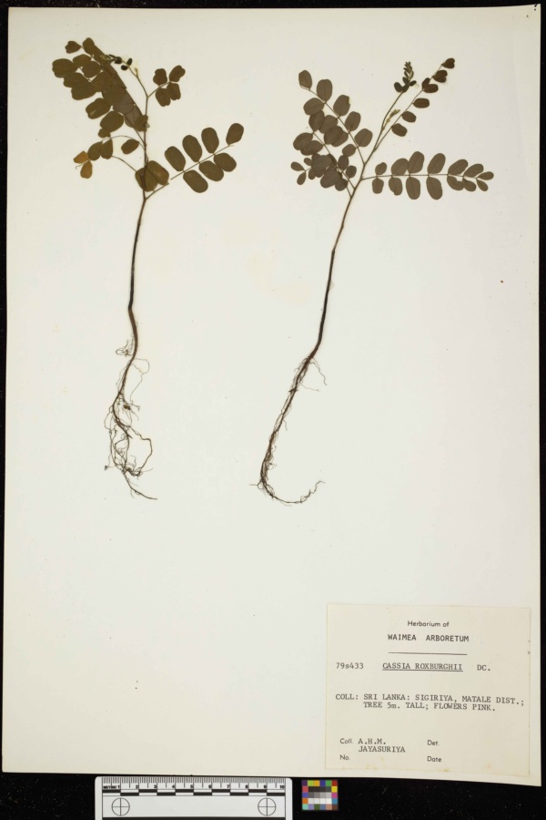 Cassia roxburghii image