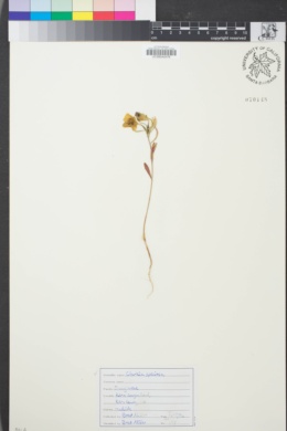 Image of Clarkia speciosa