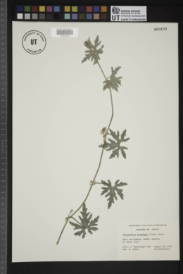 Image of Vaseyanthus brandegei