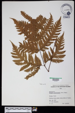 Tectaria gaudichaudii image