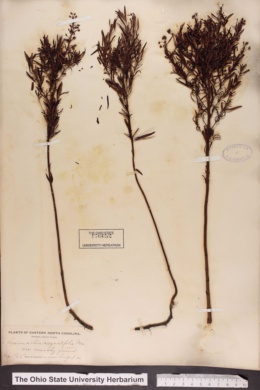 Lysimachia angustifolia image