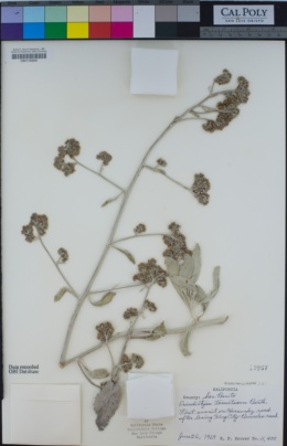 Eriodictyon tomentosum image