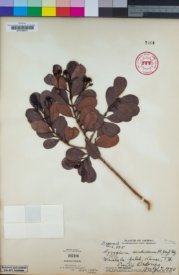 Image of Syzygium sandwicense