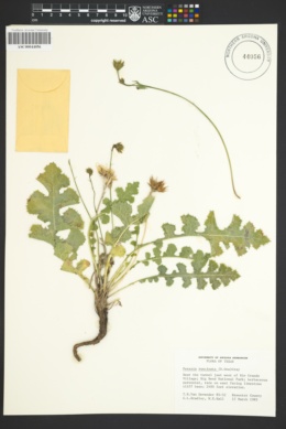 Image of Acourtia runcinata