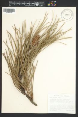 Image of Pinus pinaster