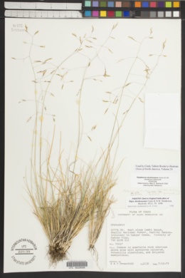Piptatheropsis shoshoneana image