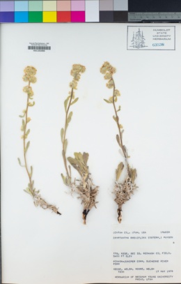 Image of Oreocarya breviflora