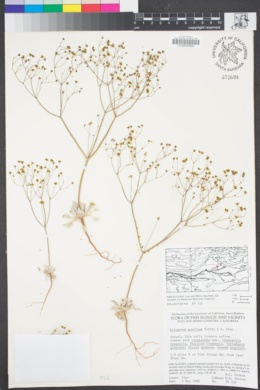 Image of Eriogonum pusillum