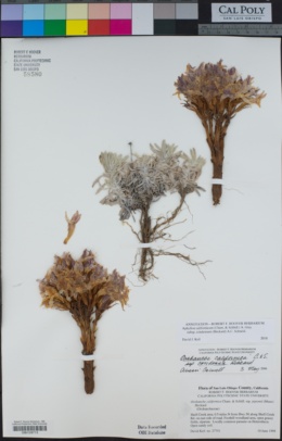 Aphyllon californicum image