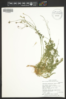 Camissonia specuicola image
