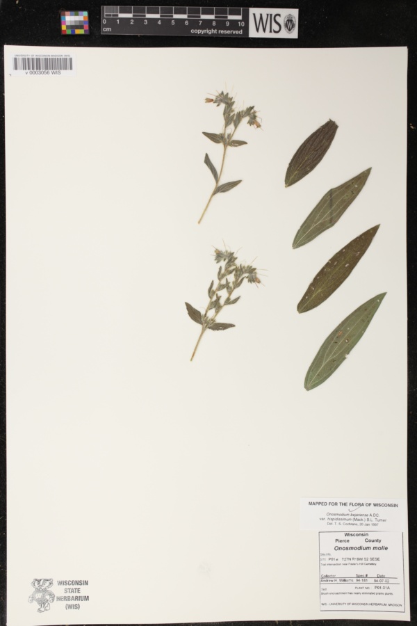 Lithospermum parviflorum image
