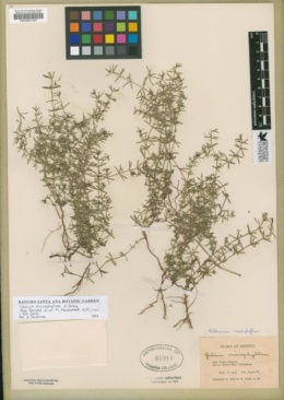 Galium microphyllum image