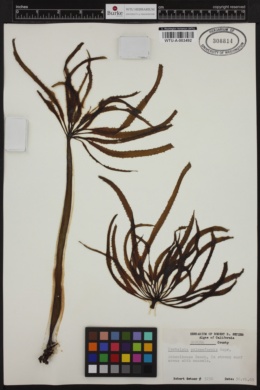 Postelsia palmaeformis image