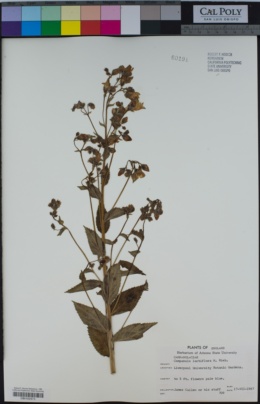 Image of Campanula lactiflora