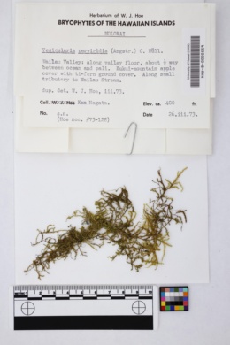 Image of Vesicularia perviridis
