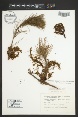 Image of Arceuthobium littorum
