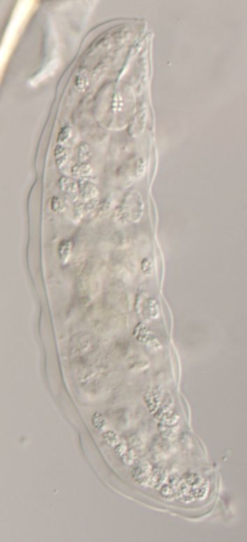 Macrobiotidae image