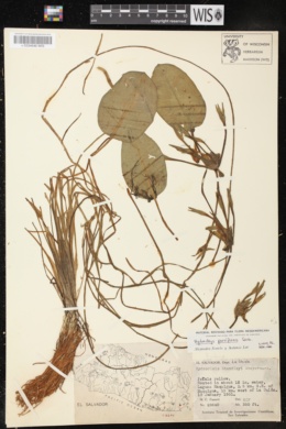 Hydrocleys parviflora image